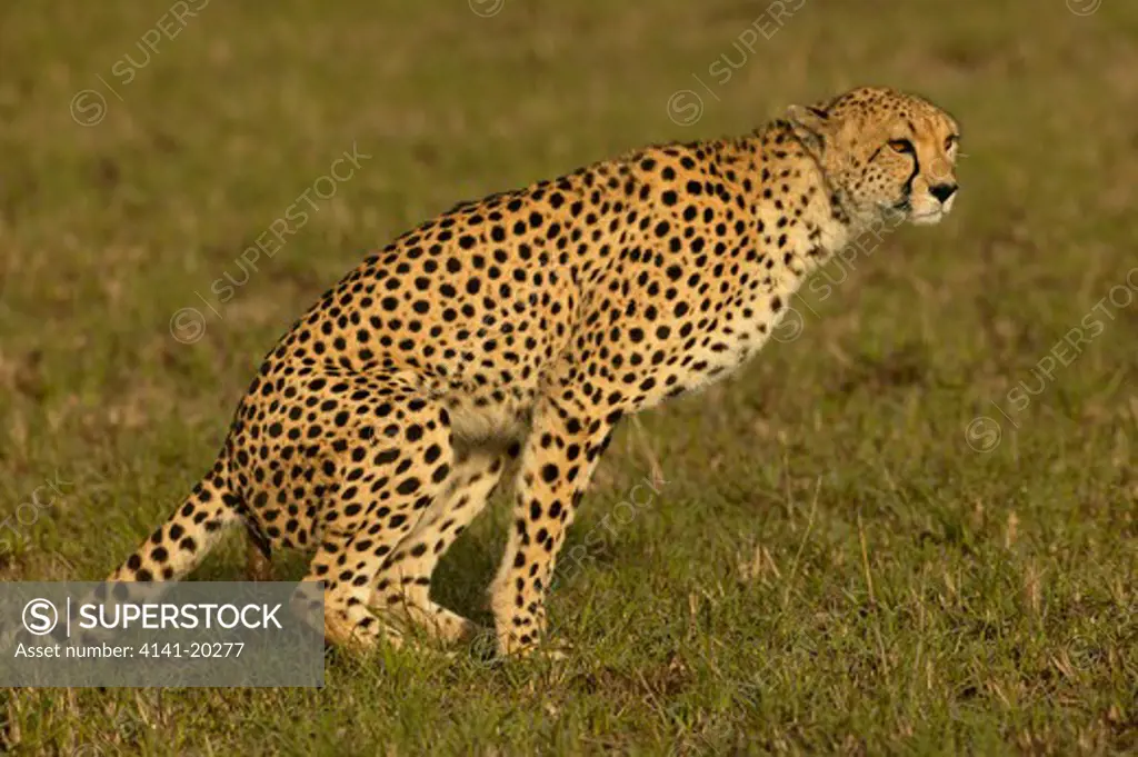 cheetah defecating before hunting acinonyx jubatus masai mara game reserve, kenya