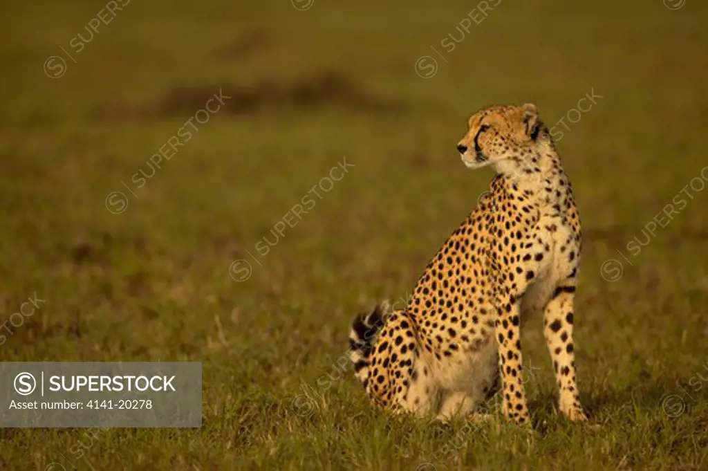 cheetah female acinonyx jubatus masai mara game reserve, kenya