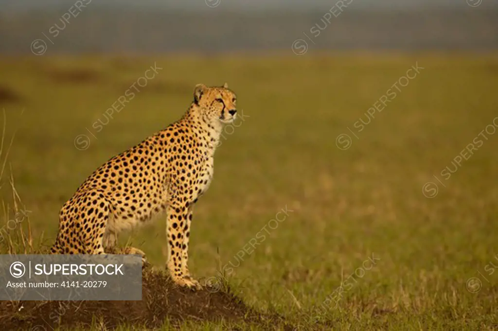 cheetah watching prey acinonyx jubatus masai mara game reserve, kenya