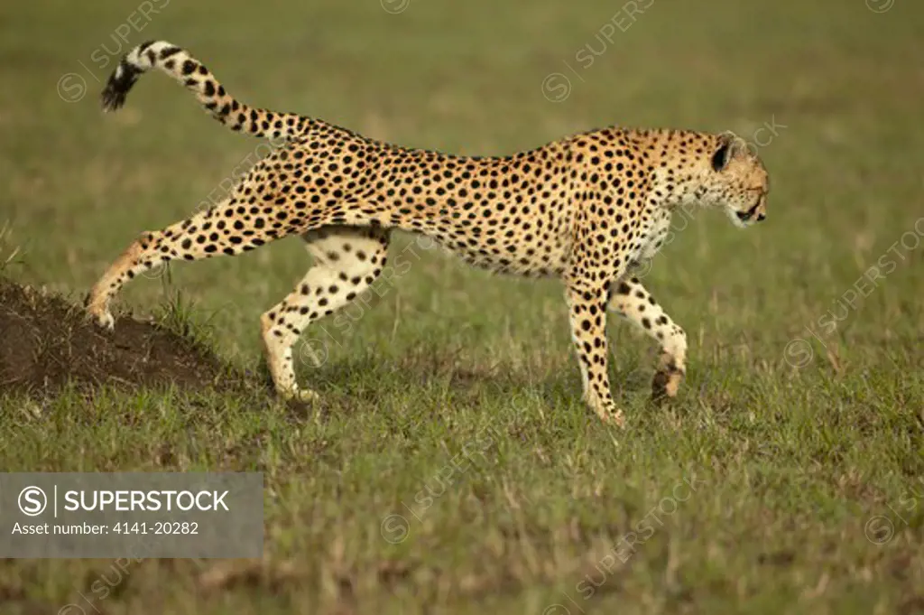 cheetah stretching acinonyx jubatus masai mara game reserve, kenya