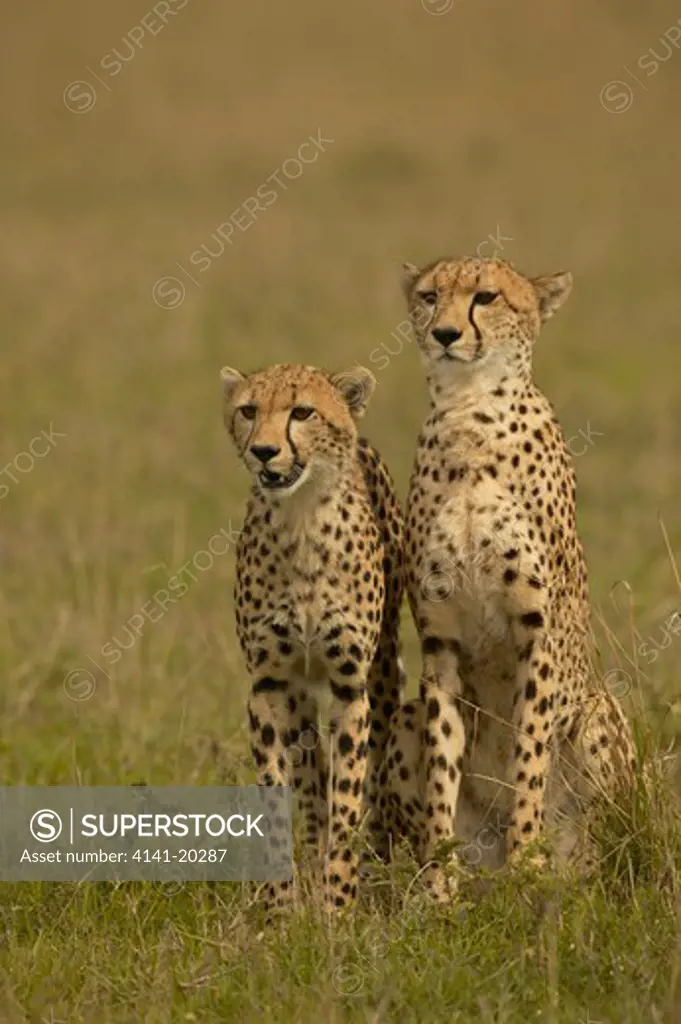 cheetah with cub acinonyx jubatus masai mara game reserve, kenya 