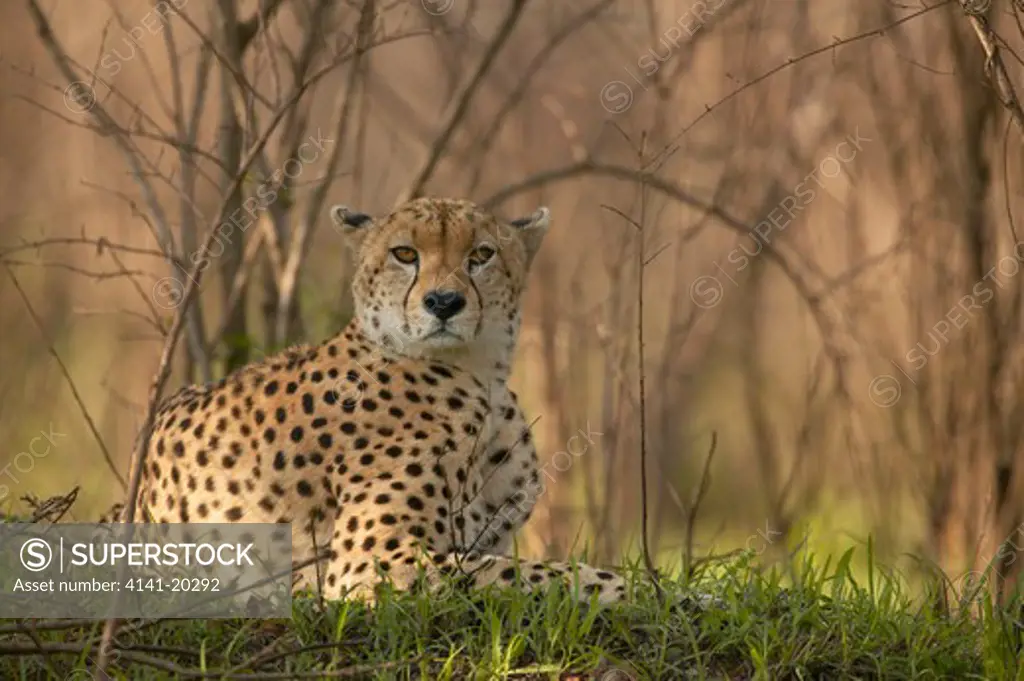cheetah large male resting in forest acinonyx jubatus masai mara game reserve, kenya
