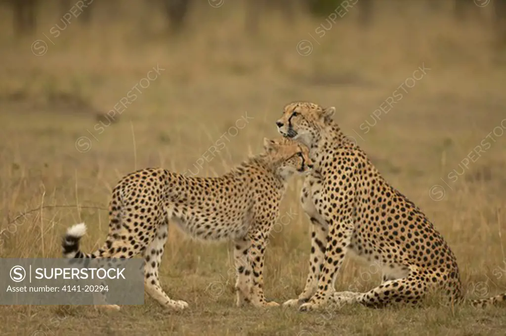 cheetah mother with affectionate cub acinonyx jubatus masai mara game reserve, kenya