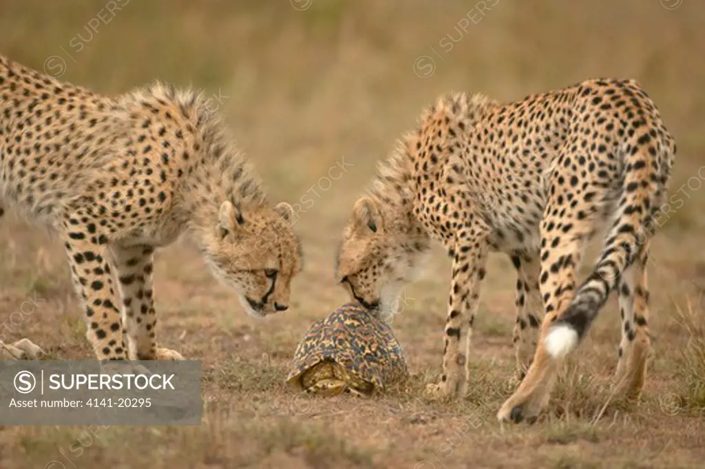 cheetah inquisitive cubs with tortoise acinonyx jubatus masai mara game reserve, kenya 