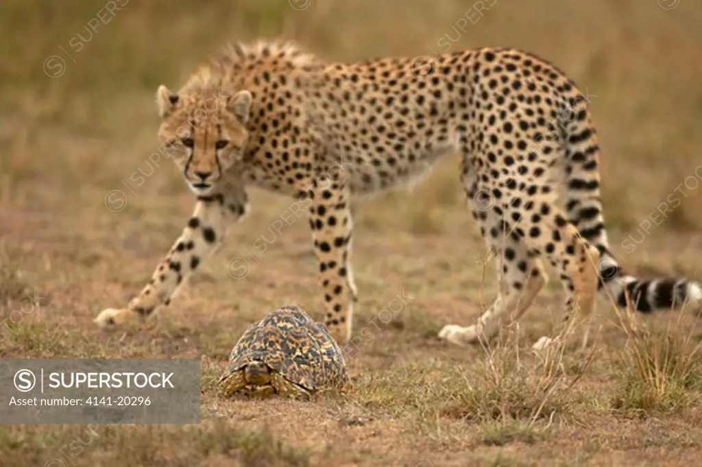cheetah inquisitive cub with tortoise acinonyx jubatus masai mara game reserve, kenya 
