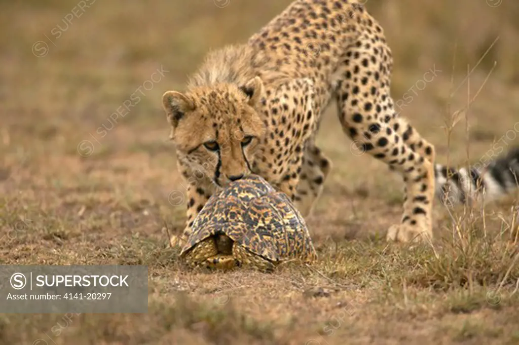 cheetah inquisitive cubs with tortoise acinonyx jubatus masai mara game reserve, kenya 
