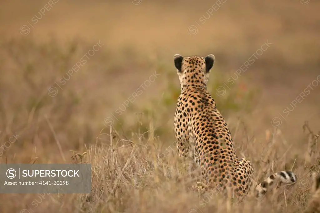 cheetah watching prey acinonyx jubatus masai mara game reserve, kenya 