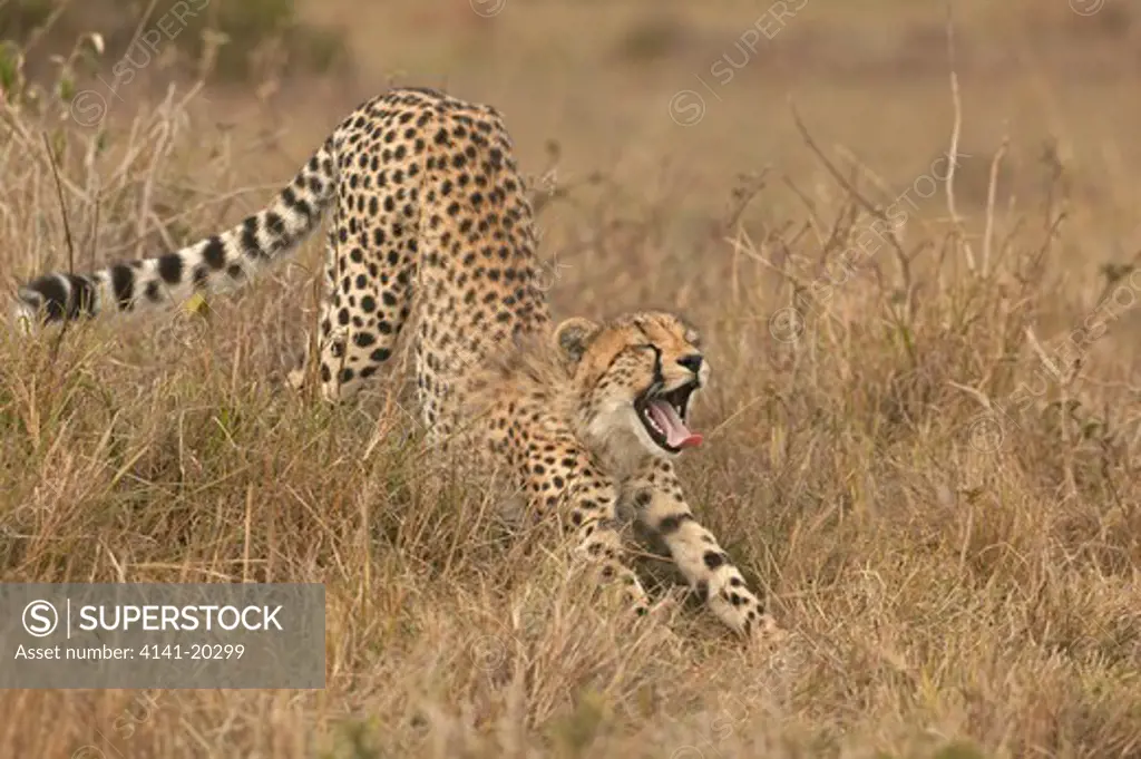 cheetah cub stretching acinonyx jubatus masai mara game reserve, kenya 