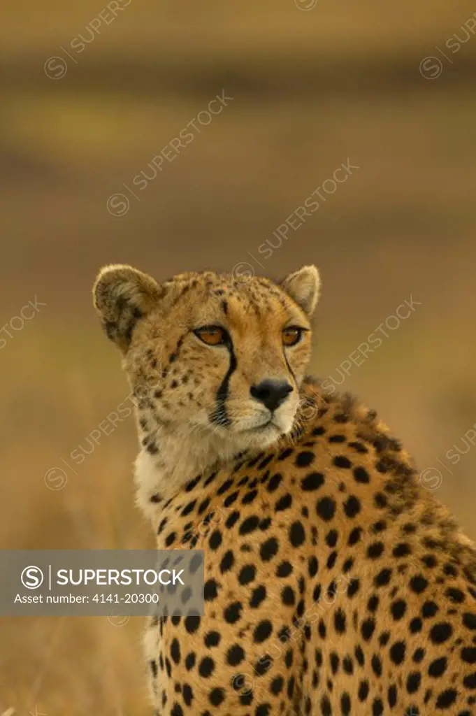 cheetah female acinonyx jubatus masai mara game reserve, kenya 