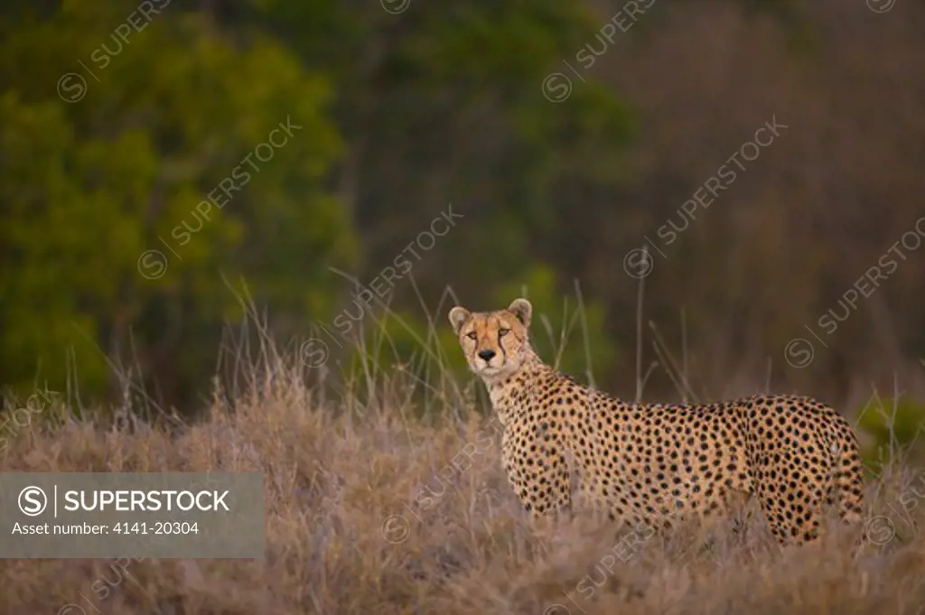 cheetah male in territory acinonyx jubatus masai mara game reserve, kenya