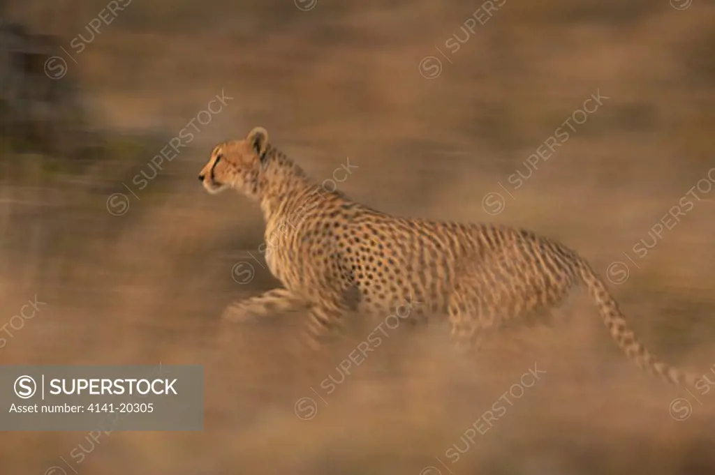 cheetah male running acinonyx jubatus masai mara game reserve, kenya