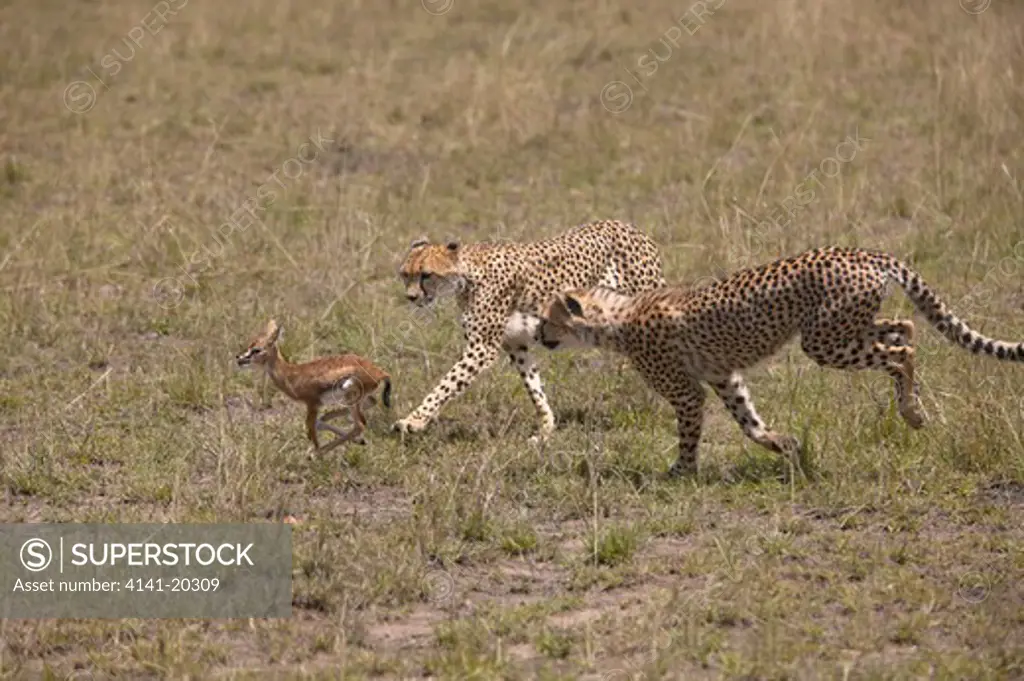 cheetah cubs with thomson gazelle fawn acinonyx jubatus caught by mother masai mara game reserve, kenya
