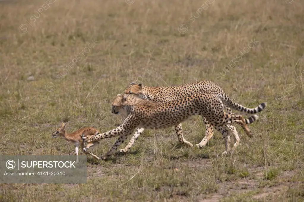 cheetah cubs with thomson gazelle fawn acinonyx jubatus caught by mother masai mara game reserve, kenya