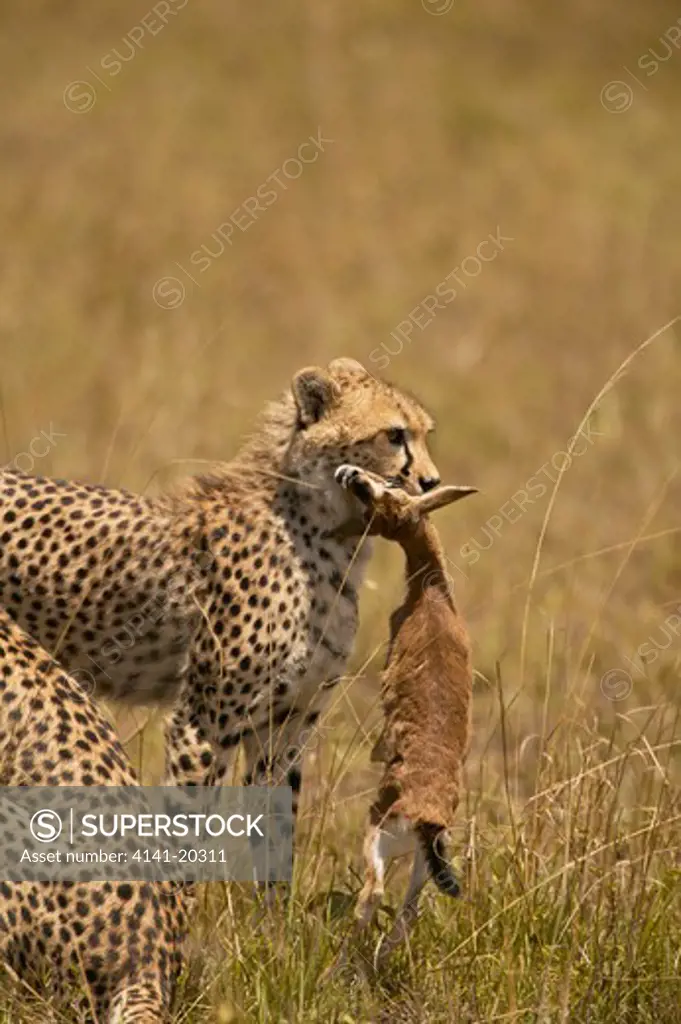 cheetah cub after learning to kill new born gazelle acinonyx jubatus masai mara game reserve, kenya