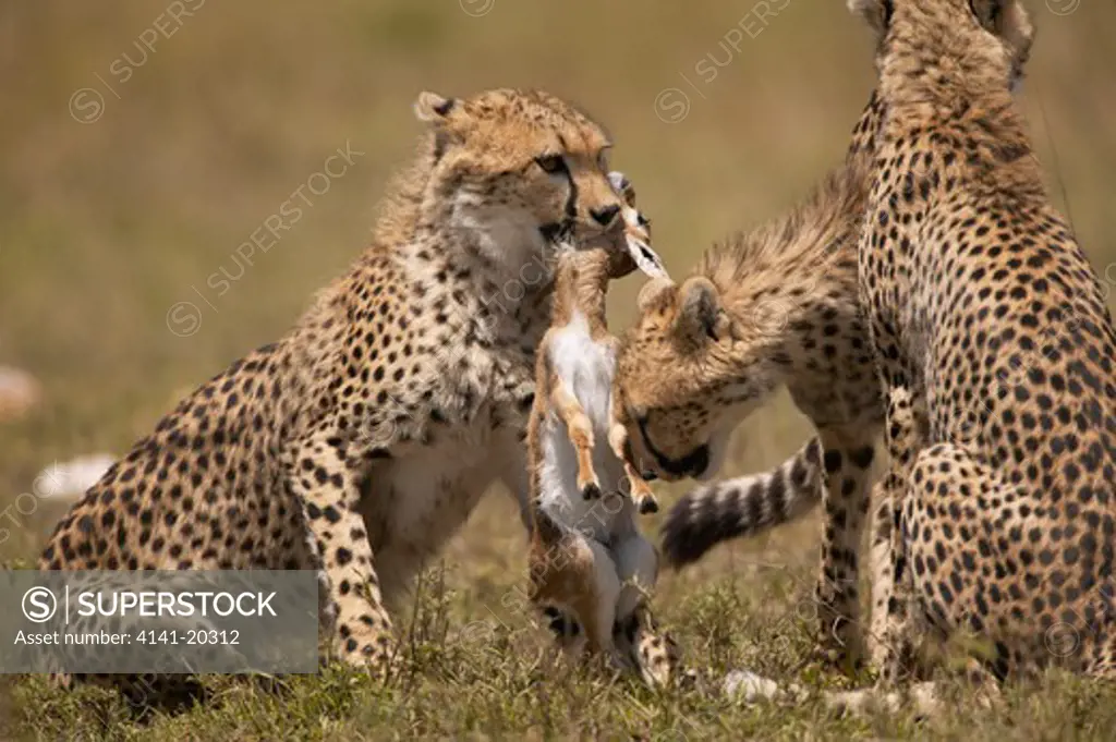 cheetah cubs with new born gazelle acinonyx jubatus that they have just learnt to kill masai mara game reserve, kenya 