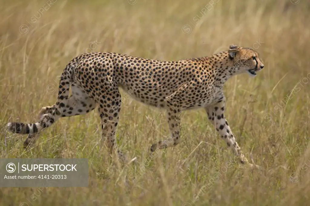 cheetah female trotting acinonyx jubatus after spotting new born gazelle in grass masai mara game reserve, kenya 