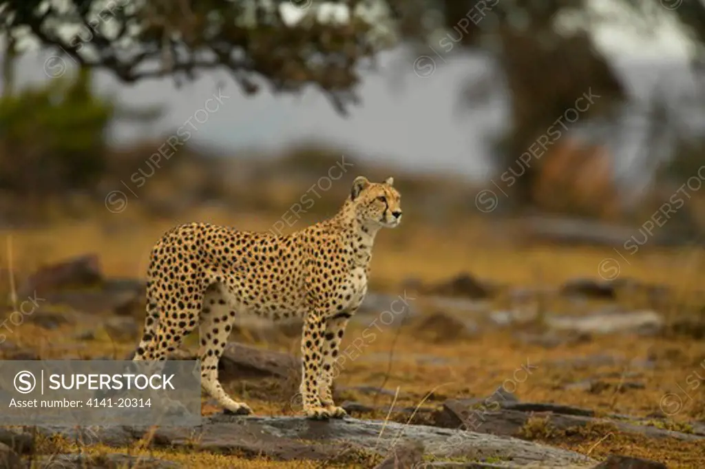 cheetah female acinonyx jubatus masai mara game reserve, kenya 