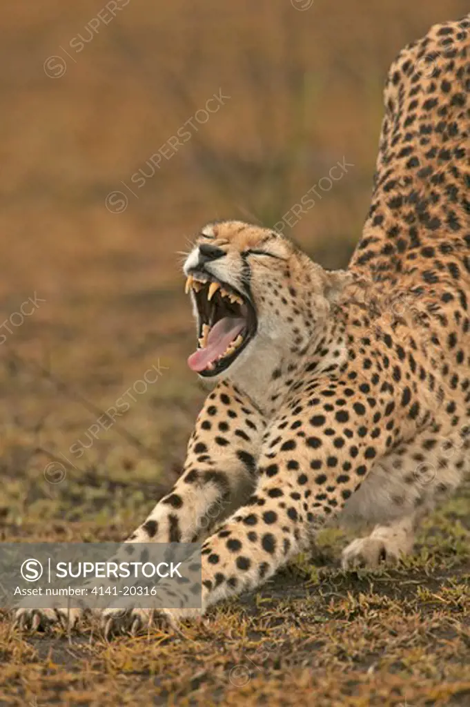 cheetah cub yawning acinonyx jubatus masai mara game reserve, kenya
