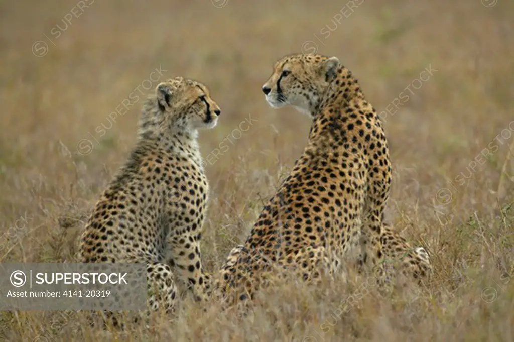 cheetah mother and cub acinonyx jubatus masai mara game reserve, kenya