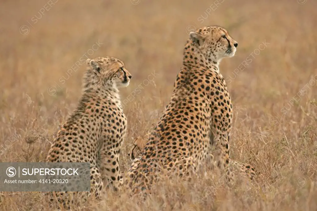 cheetah mother with cub watching prey acinonyx jubatus masai mara game reserve, kenya
