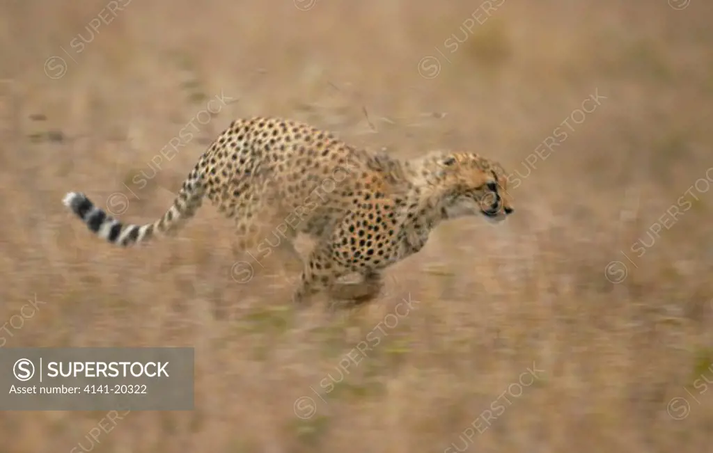cheetah running acinonyx jubatus masai mara game reserve, kenya 