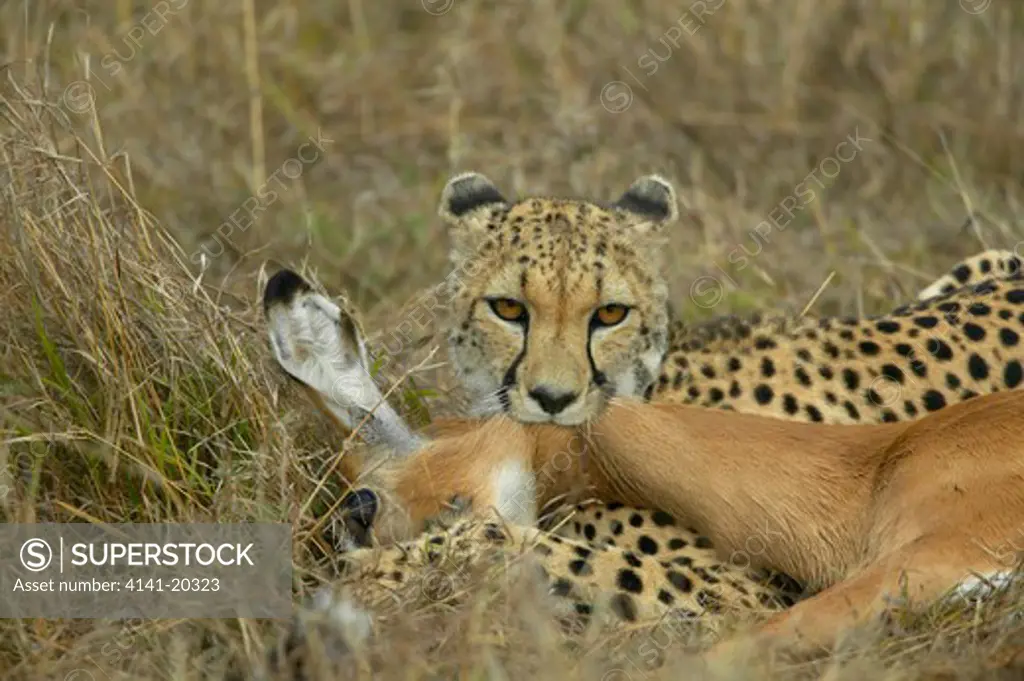 cheetah female killing impala acinonyx jubatus masai mara game reserve, kenya 