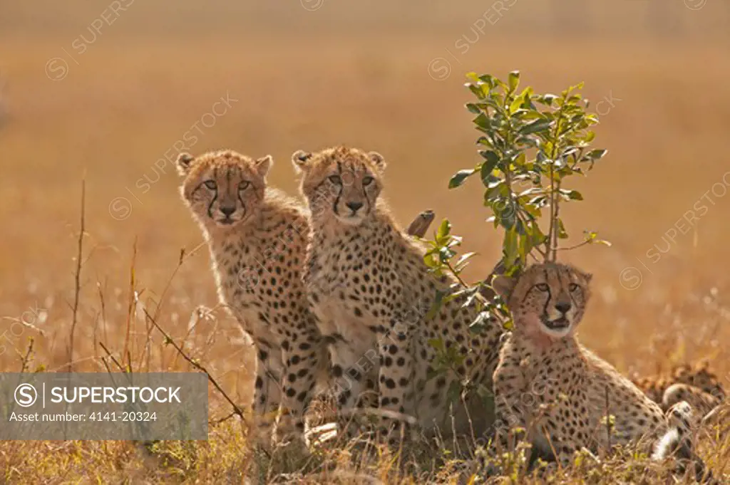cheetah cubs waiting whilst mother hunts acinonyx jubatus masai mara game reserve, kenya