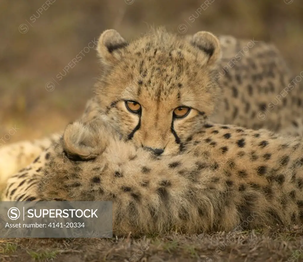 cheetah cub acinonyx jubatus practising grabbing by the neck (to kill) masai mara game reserve, kenya