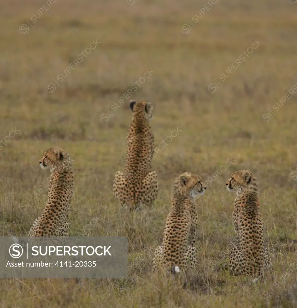chhetah mother and cubs hunting acinonyx jubatus masai mara game reserve, kenya