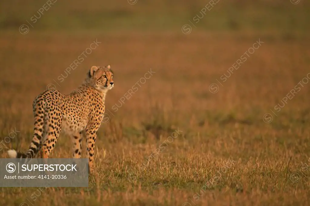 cheetah cub watching mother hunt acinonyx jubatus masai mara game reserve, kenya 