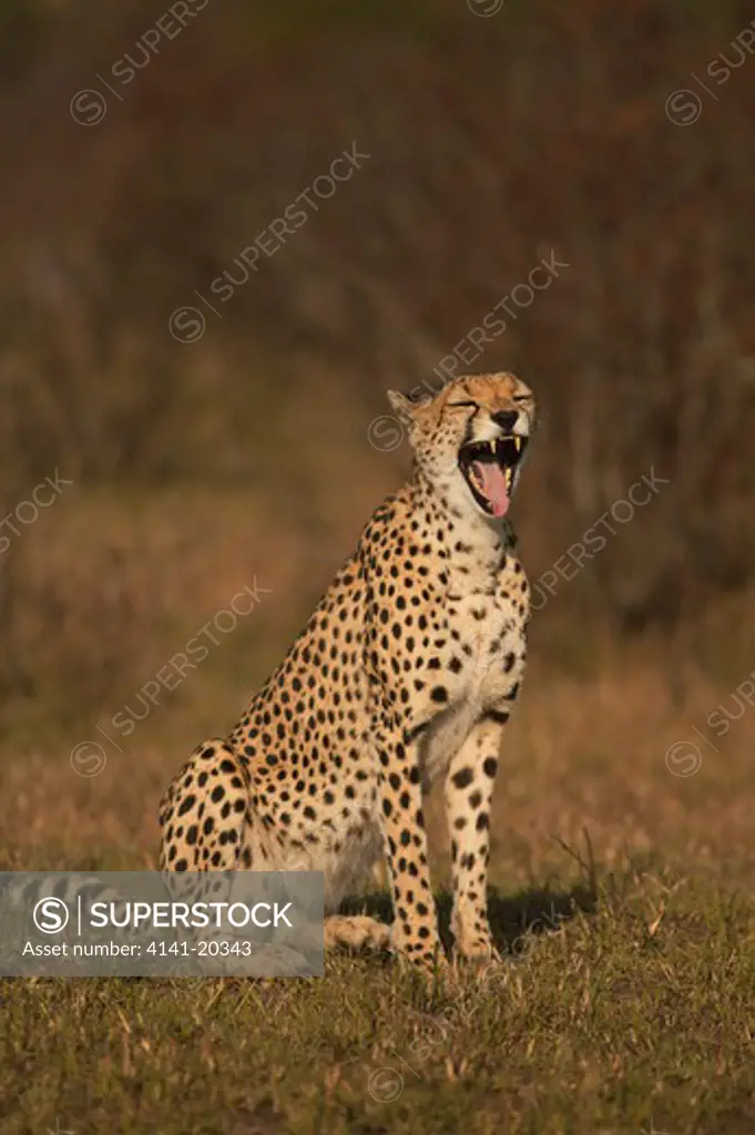 cheetah female yawning acinonyx jubatus masai mara game reserve, kenya 