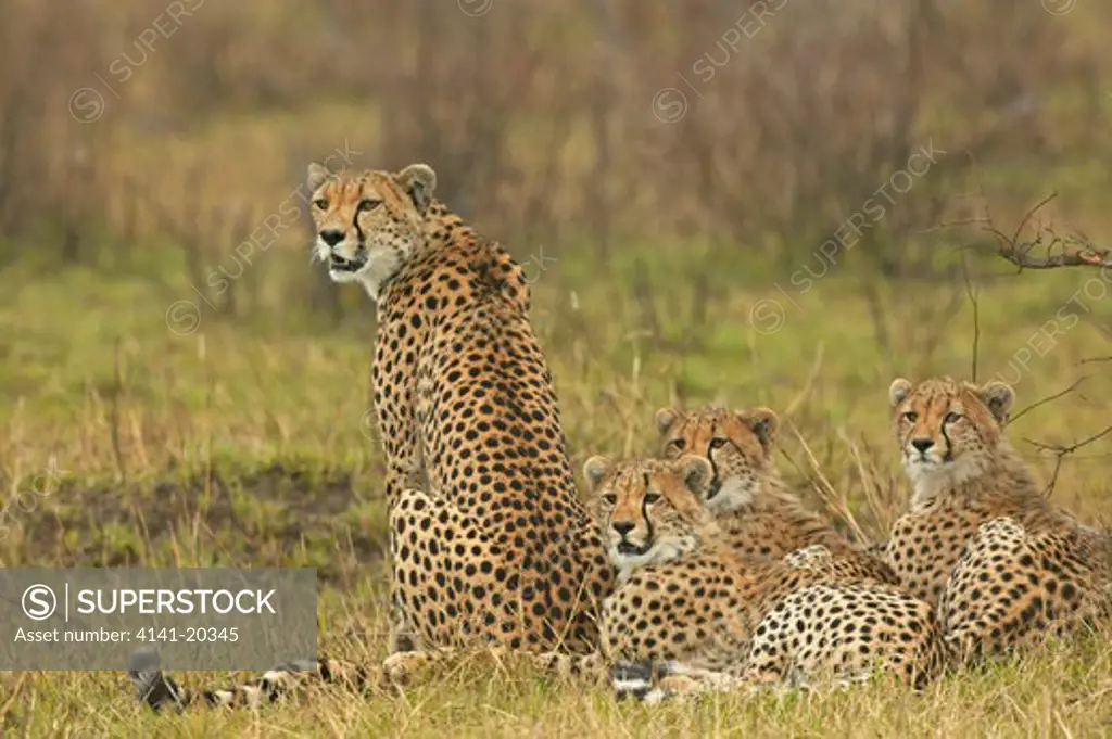 cheetah female & cubs acinonyx jubatus masai mara game reserve, kenya 