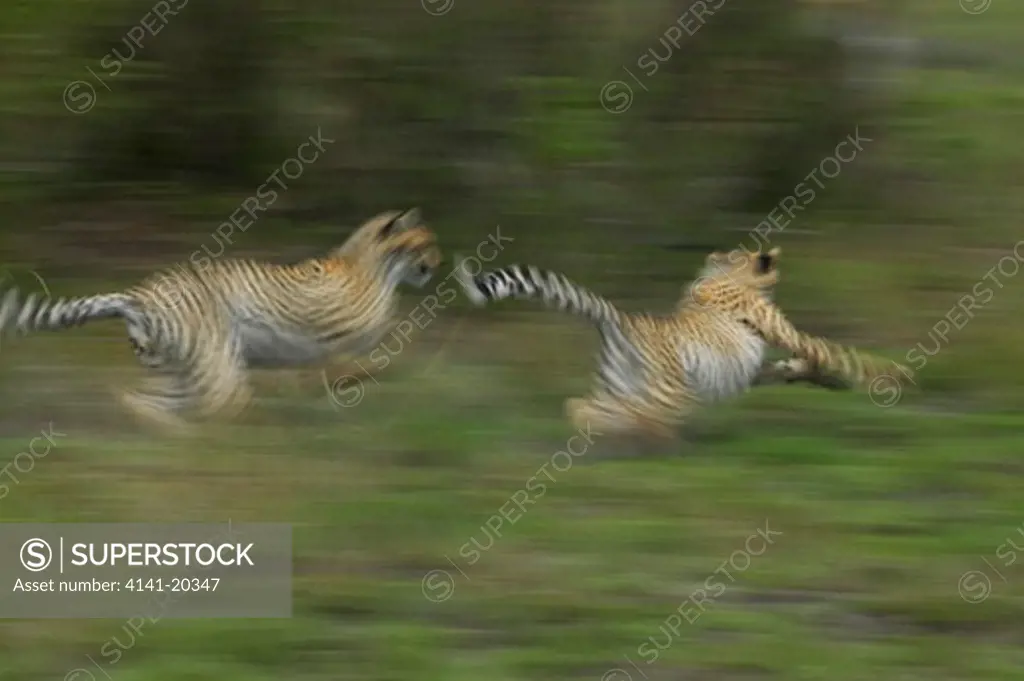 cheetah cubs playing acinonyx jubatus masai mara game reserve, kenya 