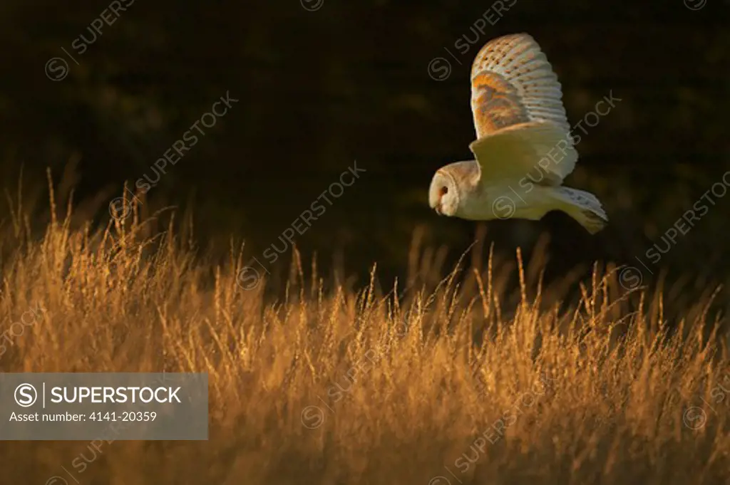 barn owl hunting tyto alba wiltshire, uk 