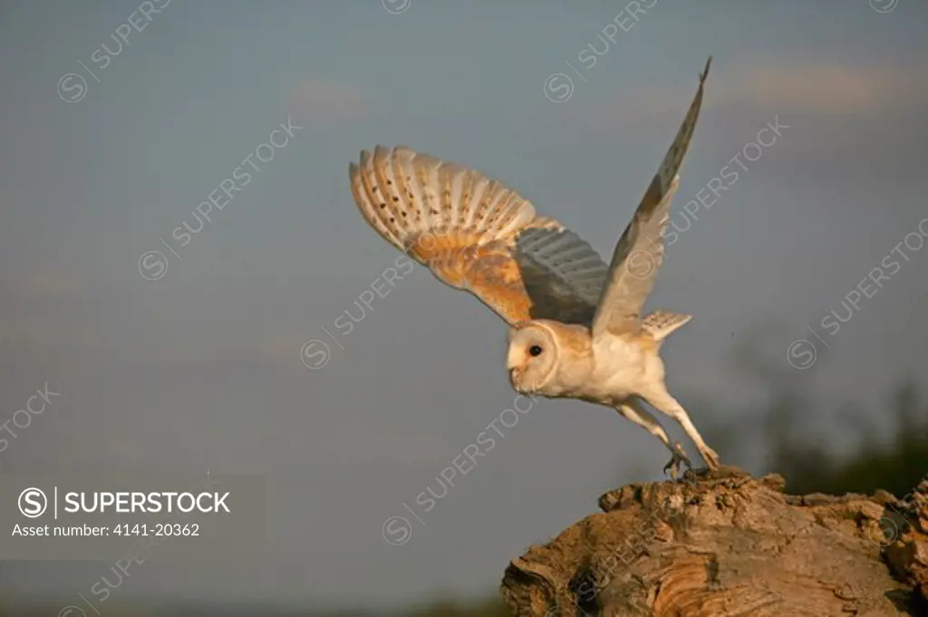 barn owl taking off to hunt tyto alba wiltshire, uk 