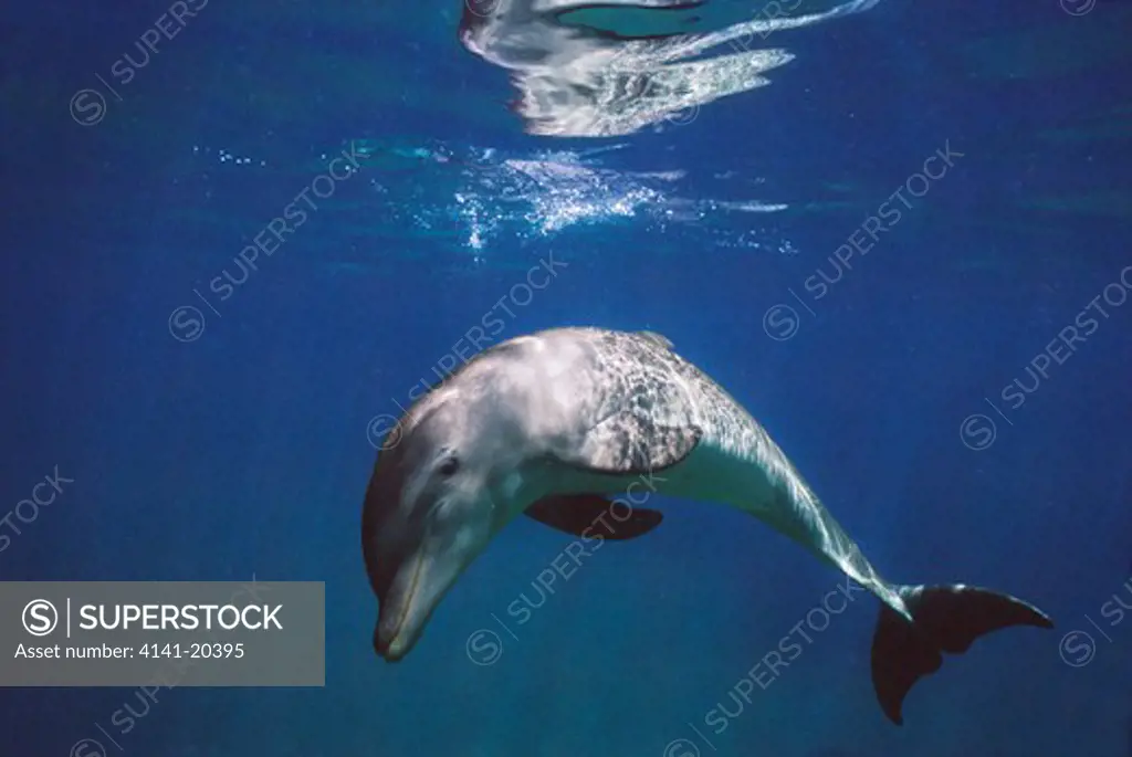 bottlenose dolphin tursiops truncatus honduras, central america