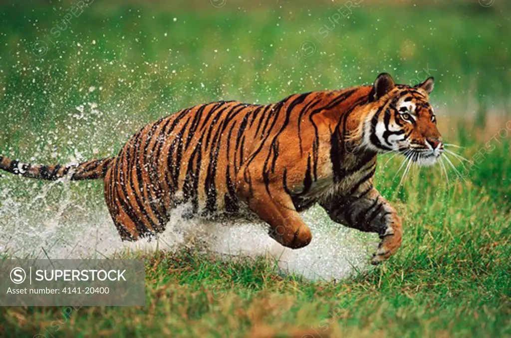 bengal tiger panthera tigris charging through water 