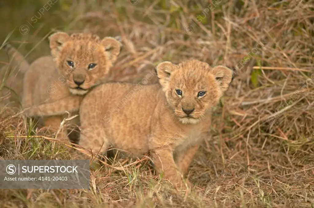 african lion young cubs emerging from hiding panthera leo masai mara national reserve, kenya