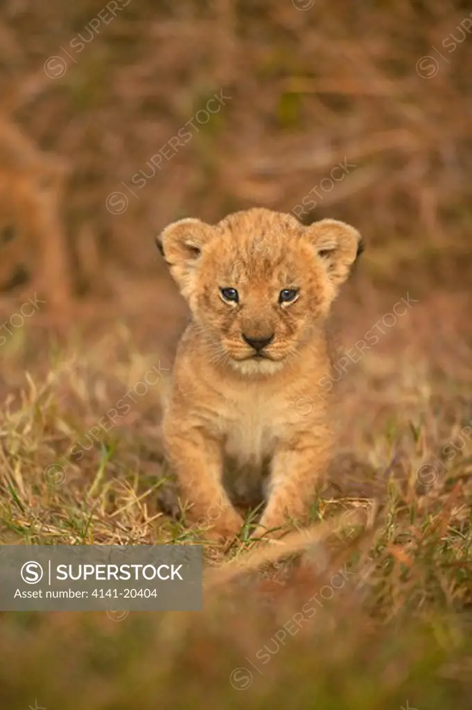 african lion panthera leo young cub emerging from hiding masai mara national reserve, kenya