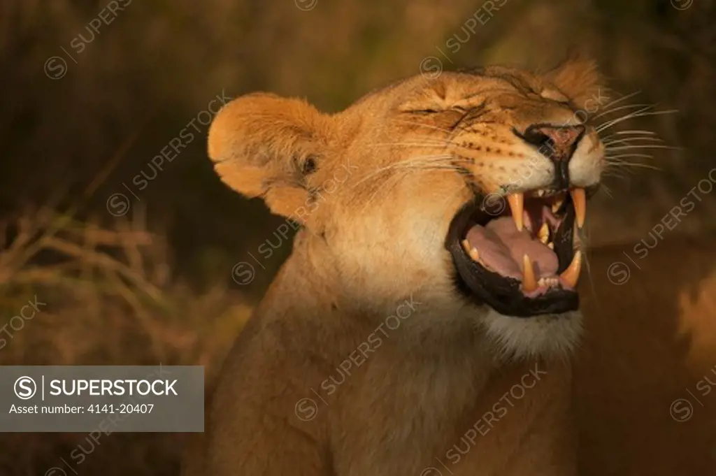 african lion yawning panthera leo masai mara national reserve, kenya