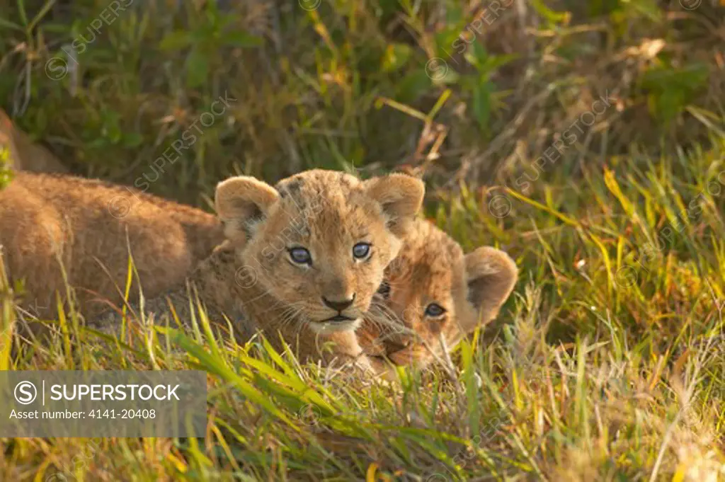african lion cubs playing panthera leo masai mara national reserve, kenya
