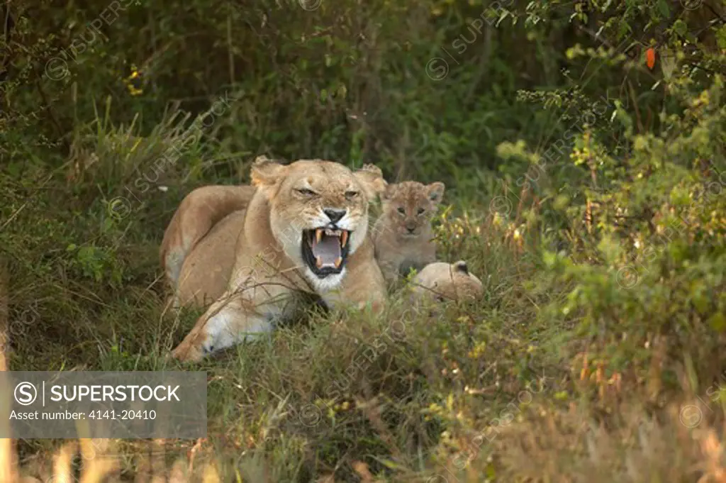 african lioness protecting young panthera leo masai mara national reserve, kenya 