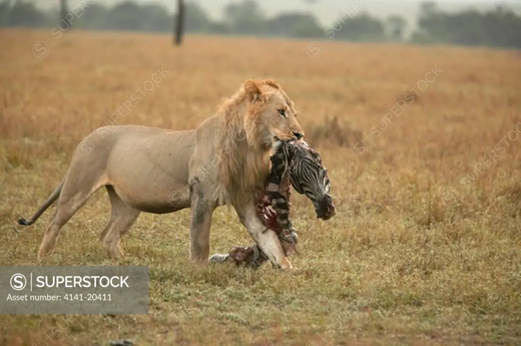 african lion panthera leo young male carrying remains of zebra kill masai mara national reserve, kenya