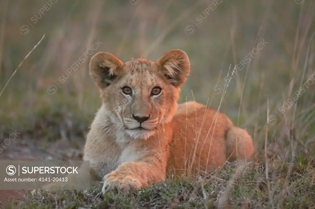 african lion young panthera leo masai mara national reserve, kenya