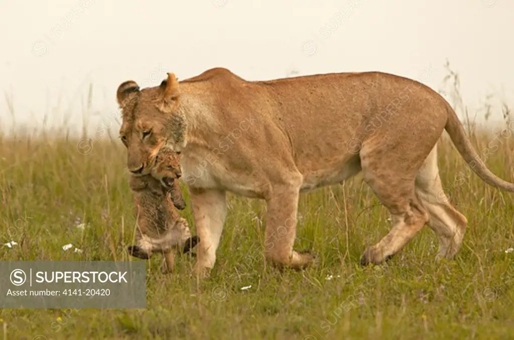 african lioness carrying young panthera leo masai mara national reserve, kenya