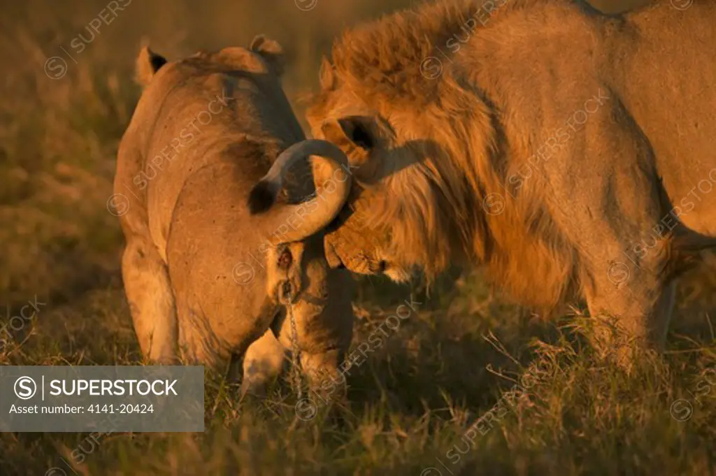 african lion male panthera leo checking females urine to see if she is in season masai mara national reserve, kenya