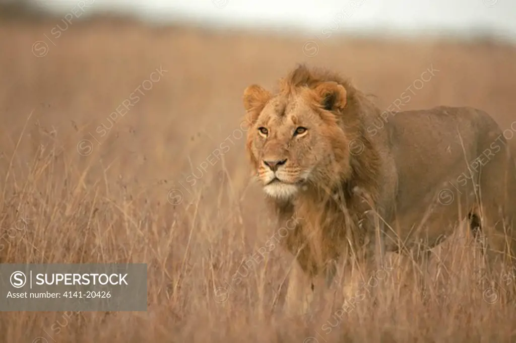african lion male on savanna panthera leo masai mara national reserve, kenya