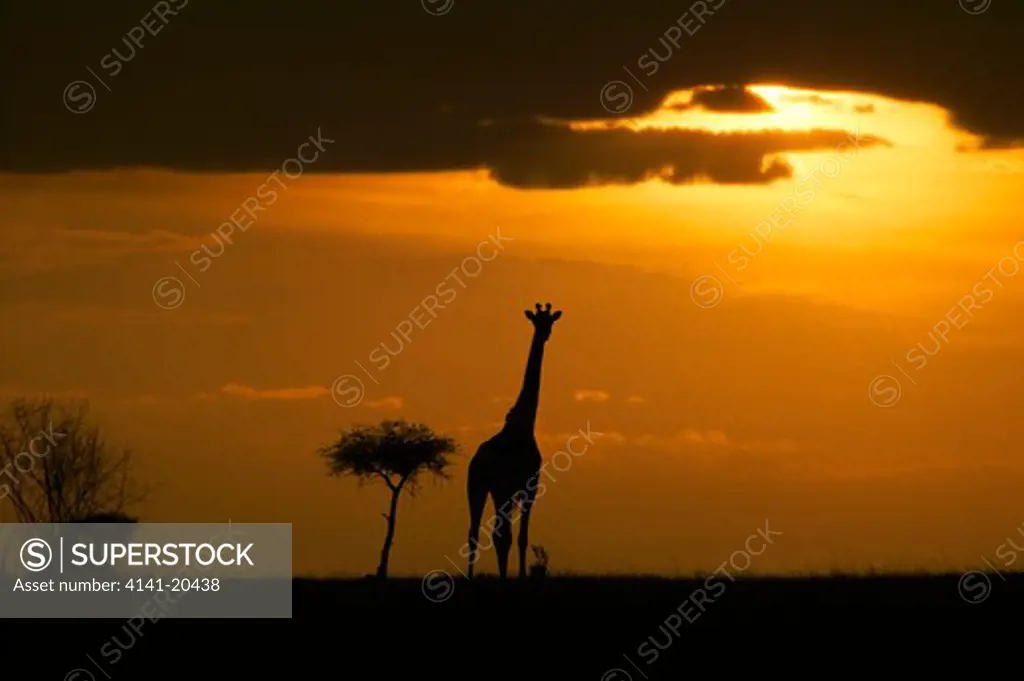 masai giraffe on savanna at sunset giraffa camelopardalis tippelskirchi masai mara nr, kenya