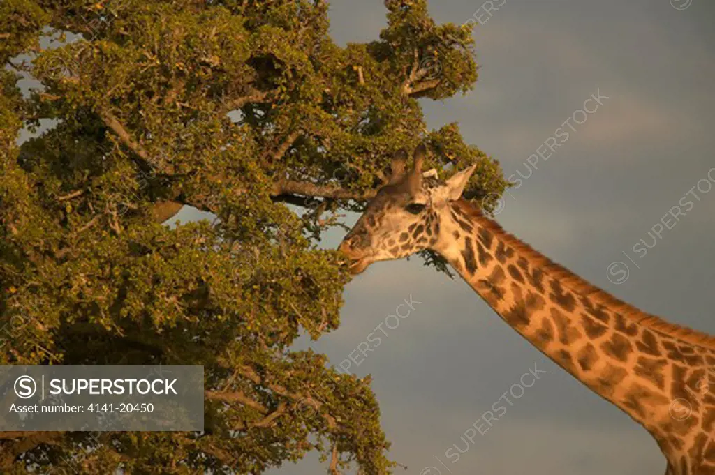 masai giraffe feeding giraffa camelopardalis tippelskirchi masai mara nr, kenya