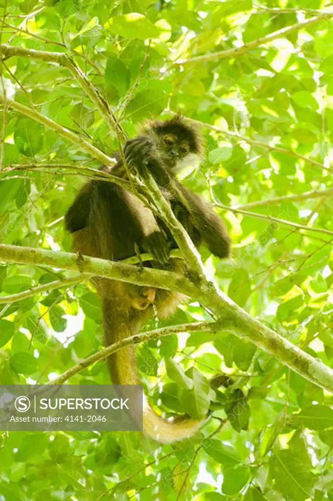 yucatan spider monkey (ateles geoffroyi yucatanensis) urinating, calakmul biosphere reserve, mexico